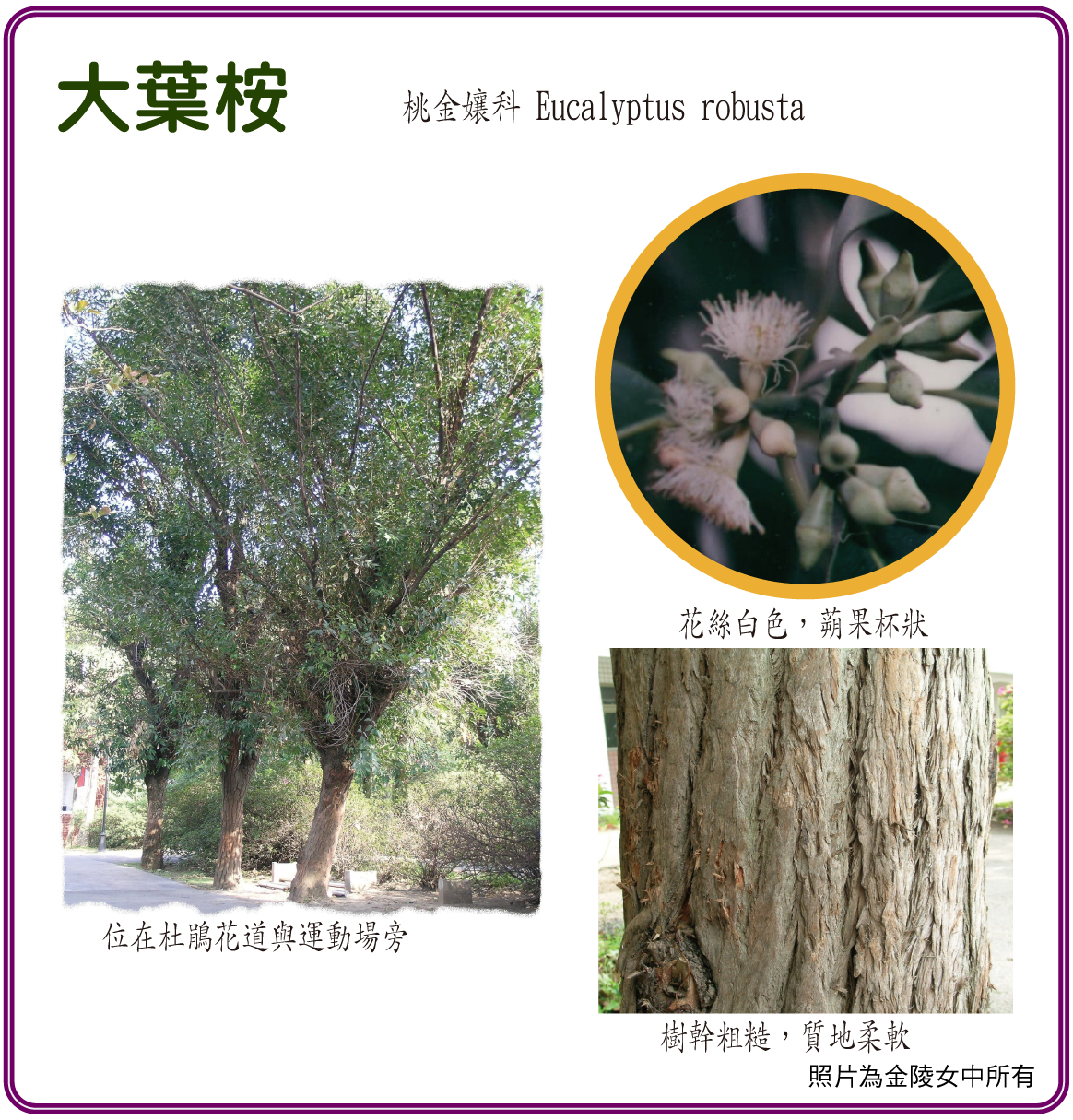 02大葉桉