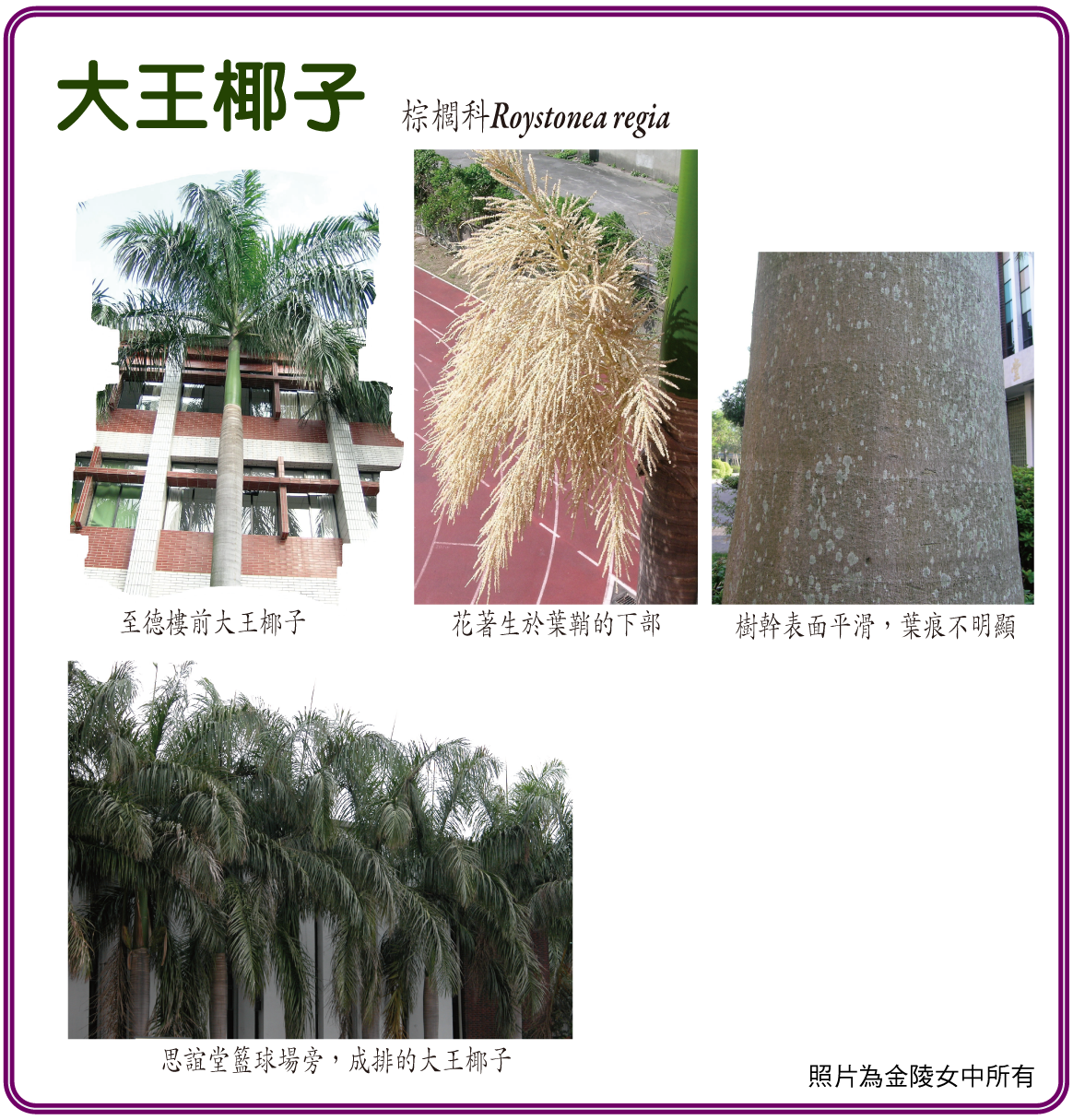 01大王椰子