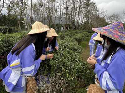 文山農場採茶趣