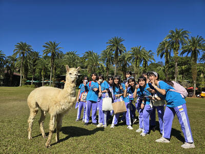 與羊駝近距離合影